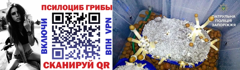 Псилоцибиновые грибы GOLDEN TEACHER  где найти наркотики  Саранск 